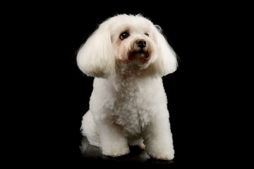 Studio shot of an adorable Shih-Tzu