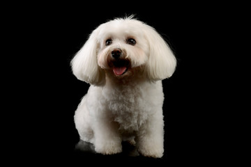 Studio shot of an adorable Shih-Tzu
