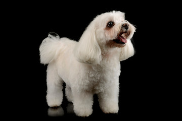 Studio shot of an adorable Shih-Tzu