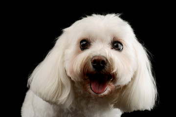 Portrait of an adorable Shih-Tzu