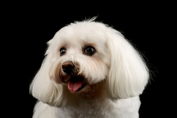 Portrait of an adorable Shih-Tzu