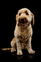 Studio shot of a lovely lagotto