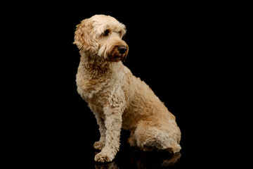 Studio shot of a lovely lagotto