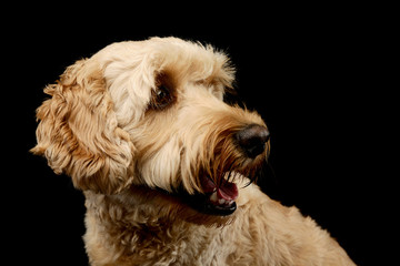 Portrait of an lovely lagotto