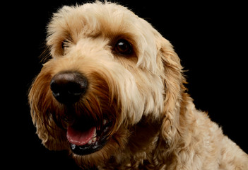 Portrait of an lovely lagotto