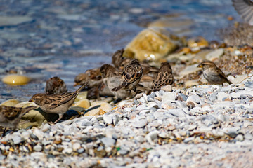 A flock of passerine birds swimming in salt water, on the black sea, on small and large stony pebbles. Frolicking feathered individuals on the coast.