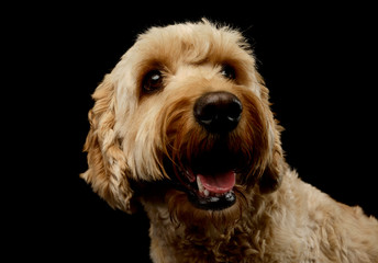 Portrait of an lovely lagotto