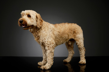 Studio shot of a lovely lagotto