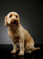 Studio shot of a lovely lagotto
