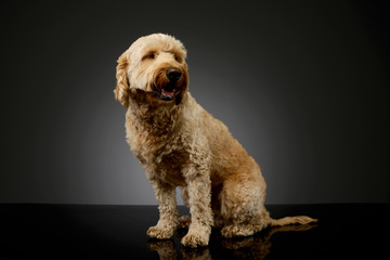 Studio shot of a lovely lagotto