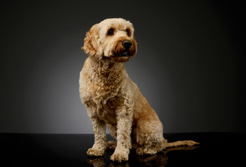Studio shot of a lovely lagotto