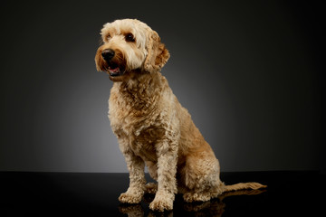 Studio shot of a lovely lagotto