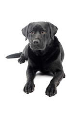 Studio shot of a beautiful labrador retriever