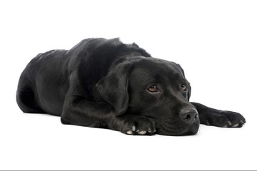 Fototapeta premium Studio shot of a beautiful labrador retriever