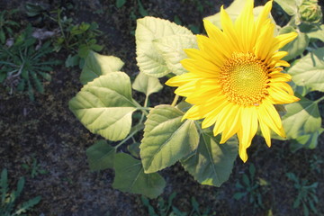sunflower in garden