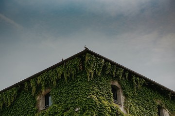 ivy on ancient wall with pigeon on the ledge