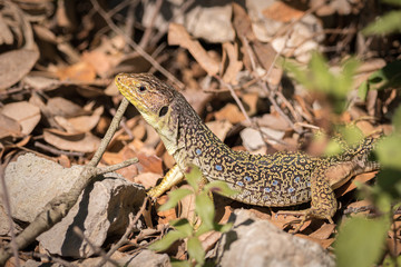Lézard ocellé