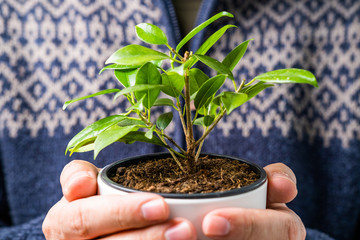 Planting a plant at home. Man in vintage sweater holding and caring about the new plant in vase indoors. Hands detail. Candid photo, shallow debt of field. 