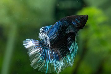 Aquarium Kampffisch und Co.