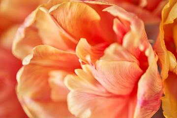 Fototapeta na wymiar Closeup of petals of beautiful orange and with red streaks tulips in vase. Flower background. Floral Wallpaper. Copy space