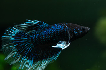 Aquarium Kampffisch und Co.