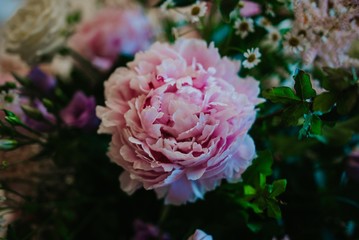 Obraz premium pink peony in bouquet