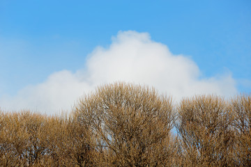 Obraz premium A fluffy cloud in a bright blue sky over willow branches in early spring