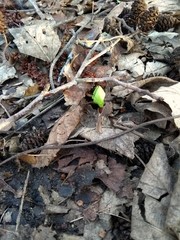 Aerial view on a sprouting flower with bright green leafs fighting its way through the leaf and cone covered forest ground