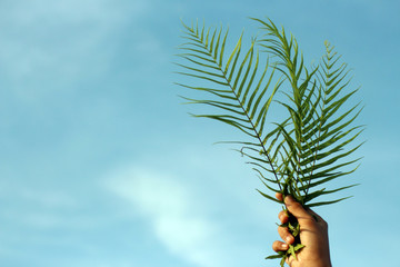 Fern or palm leaf in hand on background of blue sky.  Copy space for your text or design.