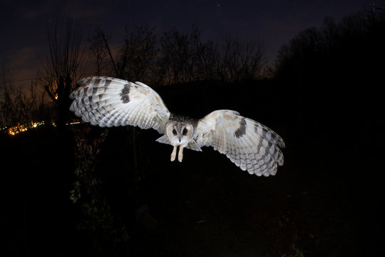 Gufo - Asio Otus