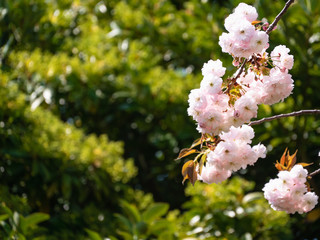 緑いっぱいの木と満開の八重桜の風景。
