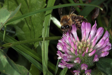 Honeybee, Red clover, Meadow clover, Trifolium pratense, Thuringia, Germany, Europe