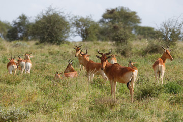 Kongoni-Kuhantilopen