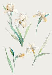 Flowers watercolor illustration.Manual composition.Big Set watercolor elements.