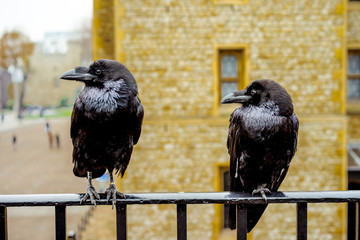 crow on a tower of london - obrazy, fototapety, plakaty