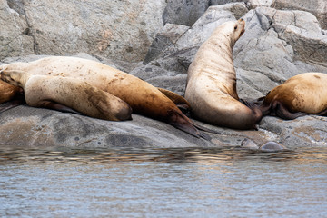 Fototapeta premium A group of golden brown sea lions sunning themselves on rocks by the water in Tofino, Canada