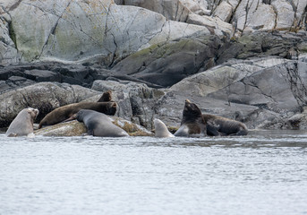 A group of golden brown sea lions sunning themselves on rocks by the water in Tofino, Canada