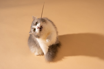 Action cat on nude pastel background