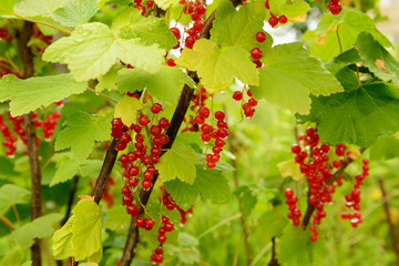 Bright red currant berries among green leaves after rain