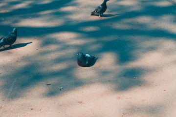Fototapeta premium Three pigeons in the Park