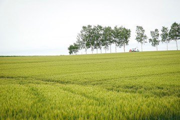 Growth Barley Rice Land Filed with Tractor Drive on Background in North of Japan, Agriculture Season                         