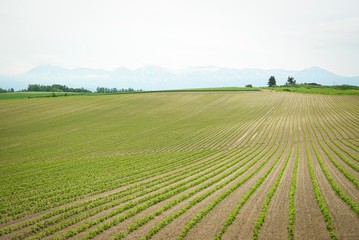 Fototapeta na wymiar Harvest Landscape with Snow Covered Mountain