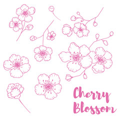 Hand drawn isolated cherry blossom illustration. Outline sakura flowers illustration set. Sakura blossom line icons. Botanical flowerscape illustration set. 