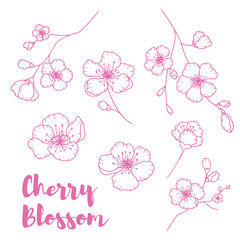 Hand drawn isolated cherry blossom illustration. Outline sakura flowers illustration set. Sakura blossom line icons. Botanical flowerscape illustration set. 
