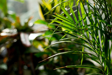 Creative tropical green leaves layout. Nature summer concept. Tropical jungle palm foliage