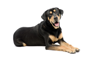 Fototapeta premium Studio shot of an adorable mixed breed dog