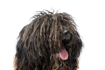 Portrait of a friendly Puli