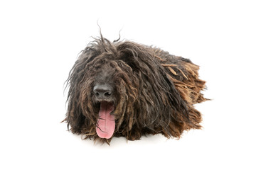 Studio shot of a friendly Puli
