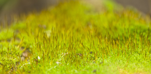 Beautiful green moss on the floor  closeup, macro.