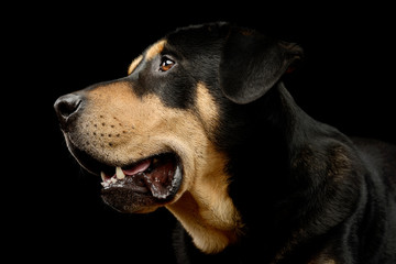 Portrait of an adorable mixed breed dog